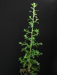 Grey Everlasting six months seedling image.