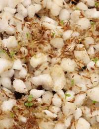 Grey Everlasting germination seedling image.