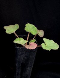 Austral Stork’s-bill two month seedling image.