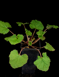 Austral Stork’s-bill six months seedling image.