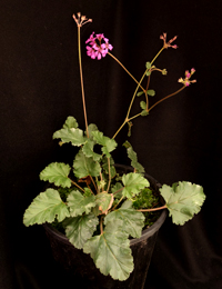 Magenta Stork’s-bill six months seedling image.