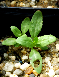 Slender Knotweed two month seedling image.