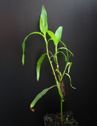 Slender Knotweed four months seedling image.