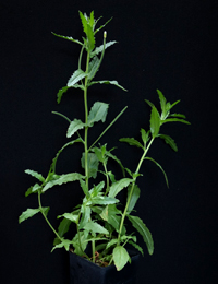 Slender Knotweed six months seedling image.