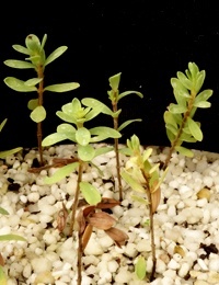 Common Rice Flower, Dwarf Rice Flower two month seedling image.