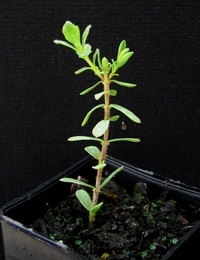 Common Rice Flower, Dwarf Rice Flower four months seedling image.