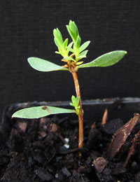 Smooth Rice-flower two month seedling image.