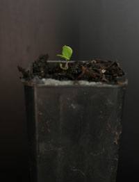 Common Flat-pea germination seedling image.