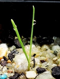 Sword Tussock-grass, Purple-sheath Tussock-grass two month seedling image.