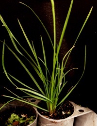 Sword Tussock-grass, Purple-sheath Tussock-grass four months seedling image.