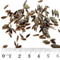 Seedling-Poa-hothamensis-seed-6.jpg