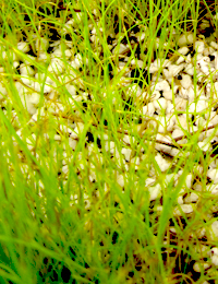 Tussock Grass two month seedling image.