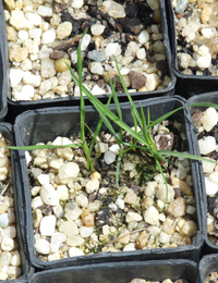 Tussock Grass germination seedling image.