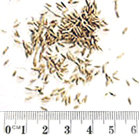 Seedling-Poa-morrisii-seed-6.jpg