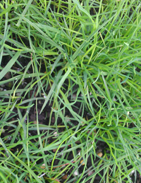 Grey Tussock Grass six months seedling image.