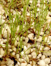 Grey Tussock Grass germination seedling image.