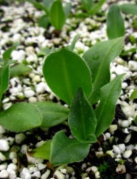 Showy Copper-wire Daisy four months seedling image.