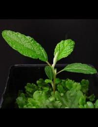 Native Hazel, Hazel Pomaderris two month seedling image.