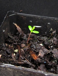 Native Hazel, Hazel Pomaderris germination seedling image.