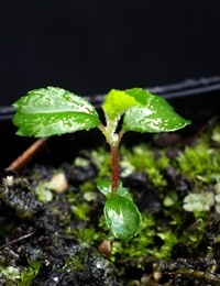 Slender Pomaderris, Cluster Pomaderris two month seedling image.