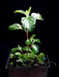 Slender Pomaderris, Cluster Pomaderris four months seedling image.