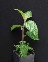 Native Hazel, Hazel Pomaderris four months seedling image.