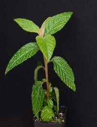 Native Hazel, Hazel Pomaderris six months seedling image.