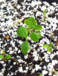 Prunus Pomaderris germination seedling image.