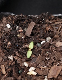 Victorian Christmas Bush germination seedling image.