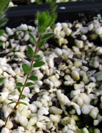 Golden Bush-pea germination seedling image.