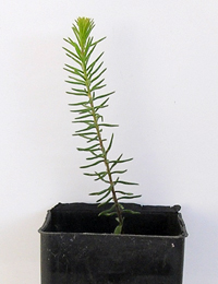 Prickly Bush-pea two month seedling image.