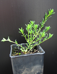 Matted Bush-pea two month seedling image.