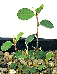 Highland Bush-pea two month seedling image.