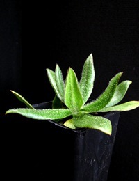 Golden Billy-buttons two month seedling image.