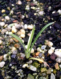 Drumsticks two month seedling image.