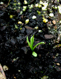 Drumsticks germination seedling image.