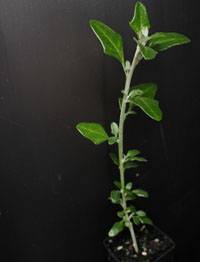 Seaberry Saltbush six months seedling image.