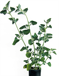 Fragrant Saltbush four months seedling image.