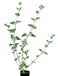 Fragrant Saltbush six months seedling image.