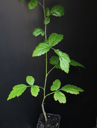 Small-leaf Bramble / Native raspberry four months seedling image.