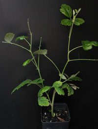 Small-leaf Bramble / Native raspberry six months seedling image.