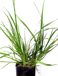 Copper-awned Wallaby-grass (previously known as Austrodanthonia fulva) two month seedling image.