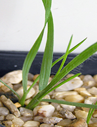 Copper-awned Wallaby-grass (previously known as Austrodanthonia fulva) germination seedling image.