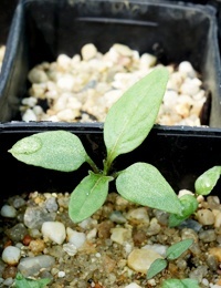 Large Kangaroo Apple two month seedling image.