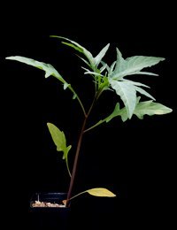 Large Kangaroo Apple four months seedling image.