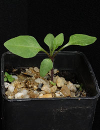 Kangaroo Apple two month seedling image.