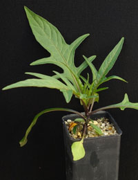 Kangaroo Apple four months seedling image.