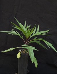 Kangaroo Apple six months seedling image.