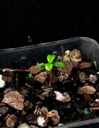 Dusty Miller germination seedling image.