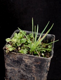 Grass Trigger Plant four months seedling image.